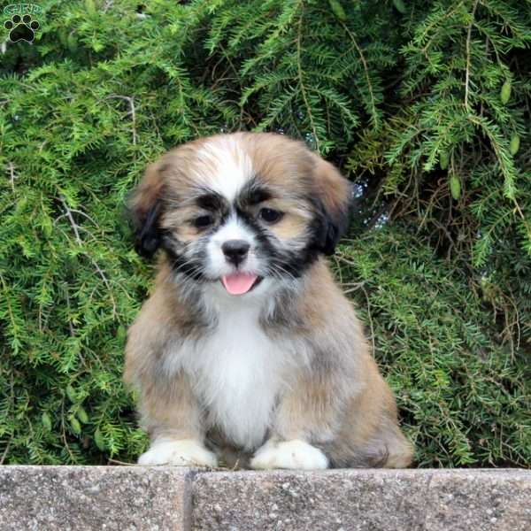 Honey Comb, Lhasa Apso Mix Puppy